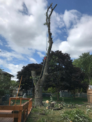 tree removal in Montgomery IL