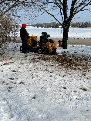 stump grinding in St Charles IL
