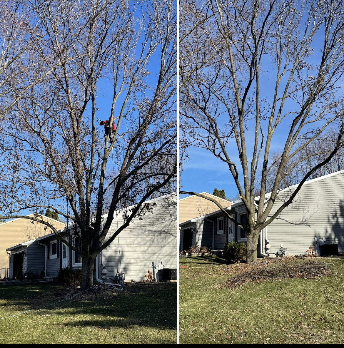 Tree trimming in Batavia IL